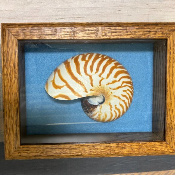 Nautilus Shell Shadow Box Decor- Set of 3. - Picture 3 of 4